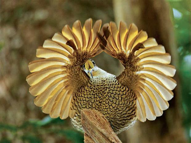 the paradise riflebird in mating display