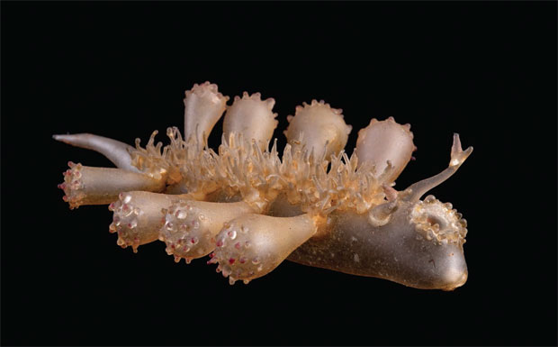 Mollusc Melibe australis