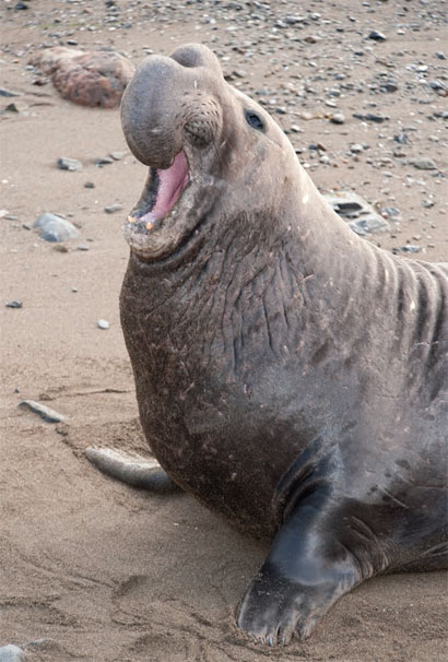 Elephant seal vocalizing