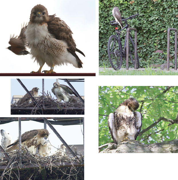 Hawk images composite
