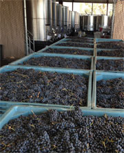 Grapes fresh from harvest and ready for processing.