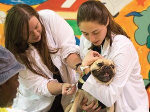 Students vaccinate a French bulldog.