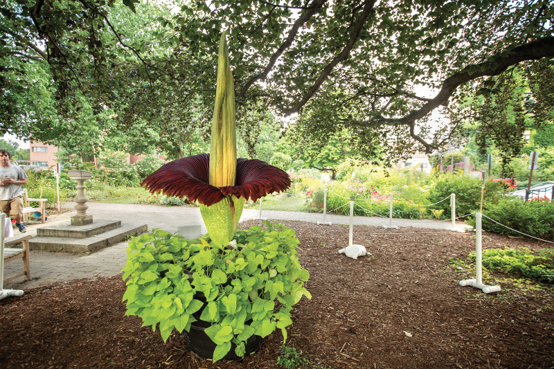 Temperate corpse flower