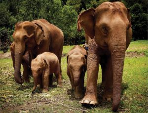 Two adult and three young elephants walk in a grass field.