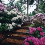 Rhododendrons in the garden