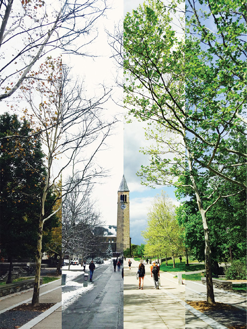 A photo looking at the clocktower, in four different seasons sectioned vertically.