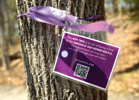 Purple sign explainging the danger of EAB to public, with a QR code.
