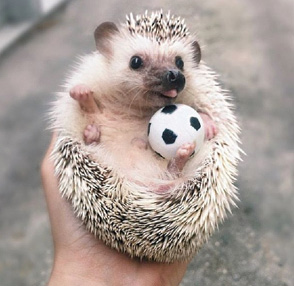 A hedgehog is cradled in a hand on its back, and it holds a mini soccer ball on its stomach.