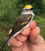 Warbler held in birder's hand