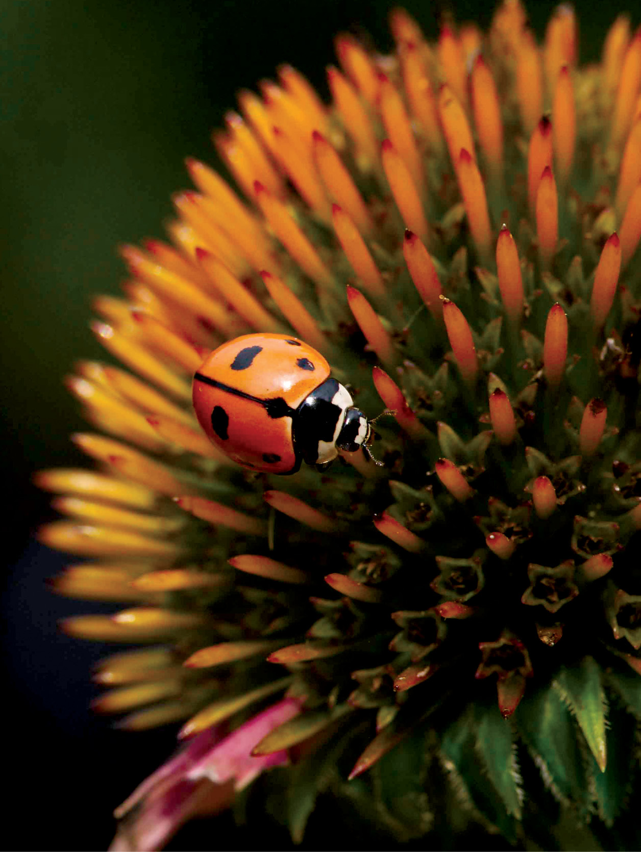 The Lady Vanishes – Cornell Alumni Magazine